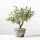  MĂSLIN MĂSLIN EUROPEAN Olea Europeană densă D12cm SĂMĂNT ITALIAN