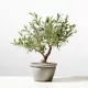  MĂSLIN MĂSLIN EUROPEAN Olea Europeană densă D12cm SĂMĂNT ITALIAN