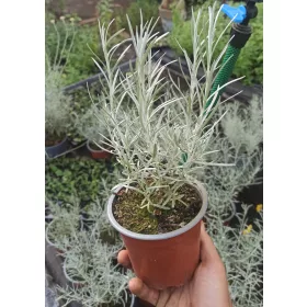    Italian Maggi „Italian Immortelle” (răsad într-o oală)