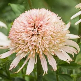  Pompon Cherry Fluff roz crem Echinacea