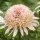  Pompon Cherry Fluff roz crem Echinacea