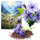  Afterburn Blue Phacelia Seeds C1 Melody 1Kg + POSTER DIGITAL GRATUIT
