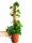  Epipremnum Aureum Scindaptus Golden Pinnatum pe un stâlp rigid