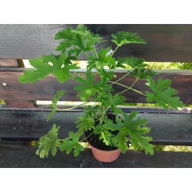  Răsad de geranium într-un recipient de 0,5-1 litri