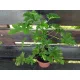  Răsad de geranium într-un recipient de 0,5-1 litri