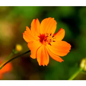  Sunset Orange Sulphur Cosmos Seeds