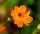  Sunset Orange Sulphur Cosmos Seeds