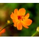  Sunset Orange Sulphur Cosmos Seeds