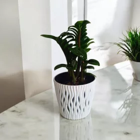    Răsadurile Zamioculcas zamioculcas într-un recipient de până la 0,5 l