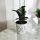  Răsadurile Zamioculcas zamioculcas într-un recipient de până la 0,5 l
