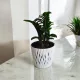  Răsadurile Zamioculcas zamioculcas într-un recipient de până la 0,5 l