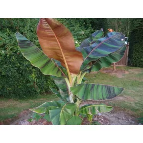  Musa Sikkimensis Manipur Banana Banana 5 seminte