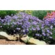  BUTTERFLY BLUE DRIAKIEW DOVE BUTTERFLY BLUE Ghiveci de flori P11 FLORI PENTRU PÂNĂ 5 MC!!