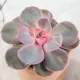  Răsad Perle von Nurnberg într-un recipient de 0,5 l