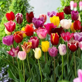  TULIP MIX CUTE SOIURI bulb marimea 10+ 50 bucati