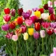 TULIP MIX CUTE SOIURI bulb marimea 10+ 50 bucati