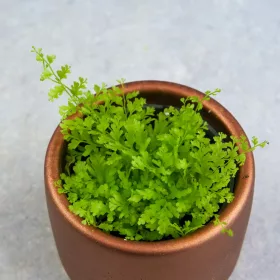    Feriga Nephrolepis exaltata PĂDURĂ DE VACA DE BARBĂ ÎN BORCAL dØ6cm BEBE