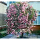  cireș japonez KIKU SHIDARE ZAKURA altoit pe un trunchi 160-180CM PRODUCĂTOR