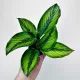  Calathea Beauty Star Calathea