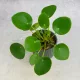  Pilea Peperomioides BANI marime s Ghiveci 6cm PROTECTIE IARNA