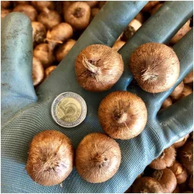    Tuberculi/bulbi/rizomi de crocus violet în ambalaje colective
