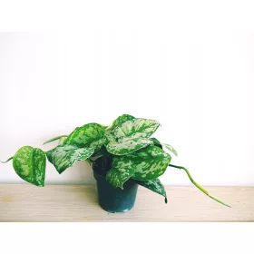 Scindapsus Epipremnum Trebie Satin argintiu Pothos argintiu