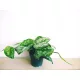  Scindapsus Epipremnum Trebie Satin argintiu Pothos argintiu