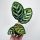  Calathea Makoyana Calathea Makoya don.9cm