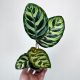  Calathea Makoyana Calathea Makoya don.9cm