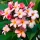  Plumeria Rubra Lei Frangipani Flower 3 seminte