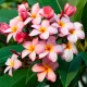  Plumeria Rubra Lei Frangipani Flower 3 seminte