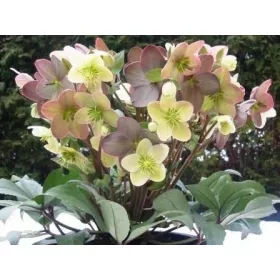  HELLEBORUS X NIGERCORS CANDY LOVE