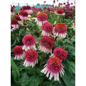  Răsad roz ECHINACEA într-un recipient de 0,5 l