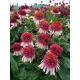  Răsad roz ECHINACEA într-un recipient de 0,5 l