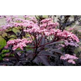  SAMBUCUS NIGRA 'BLACK BEAUTY' BLACK ELDER