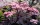  SAMBUCUS NIGRA 'BLACK BEAUTY' BLACK ELDER