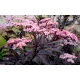  SAMBUCUS NIGRA 'BLACK BEAUTY' BLACK ELDER