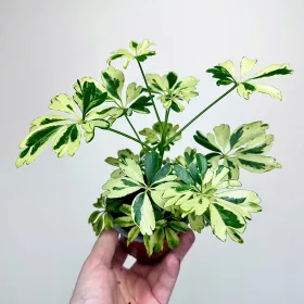  Schefflera Janine Schefflera don.9cm
