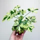  Schefflera Janine Schefflera don.9cm