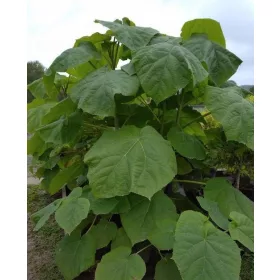    Paulownia Răsad de copac de oxigen Răsad violet în recipient 0,5-1l 20-50 cm