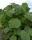  Paulownia Răsad de copac de oxigen Răsad violet în recipient 0,5-1l 20-50 cm