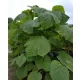  Paulownia Răsad de copac de oxigen Răsad violet în recipient 0,5-1l 20-50 cm