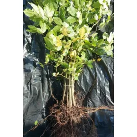  Răsad de fag cu rădăcină goală, 100-150 cm
