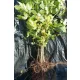  Răsad de fag cu rădăcină goală, 100-150 cm