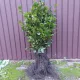  Răsad de fag cu rădăcină goală, 60-100 cm