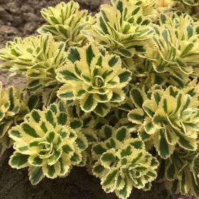    Sedum takeimense ATLANTIS Sedum bicolor, perfect pentru o gradina de rock