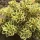  Sedum takeimense ATLANTIS Sedum bicolor, perfect pentru o gradina de rock