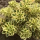  Sedum takeimense ATLANTIS Sedum bicolor, perfect pentru o gradina de rock