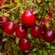  Merisor cu fructe mari MCFARLIN Fructe mari Puieti in ghiveci P11