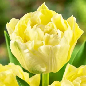  Tulip Full Verona 5 buc bulbi de lalele si ceapa